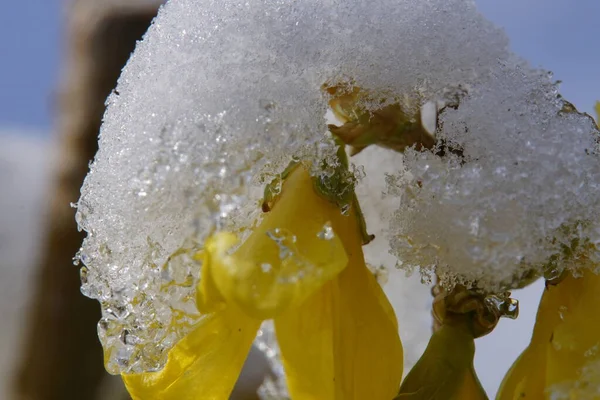 Flor Una Lluvia Oro Primer Plano Con Nieve Hielo — Foto de Stock