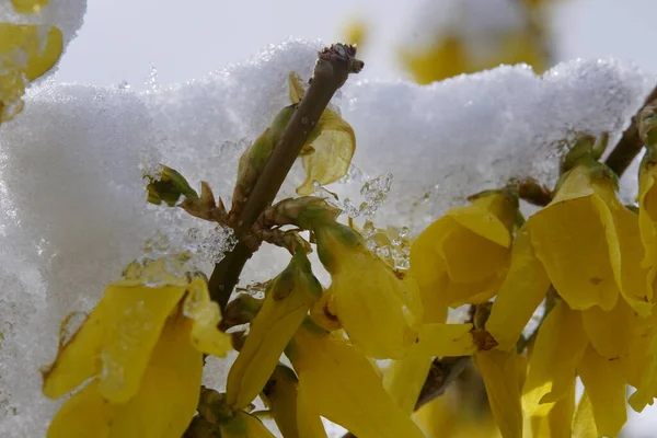 Flor Una Lluvia Oro Primer Plano Con Nieve Hielo — Foto de Stock