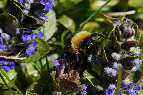 Bumblebee Sitter Blomma Närbild — Stockfoto