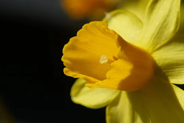 Fechar Narciso Amarelo Flor Sino Páscoa — Fotografia de Stock