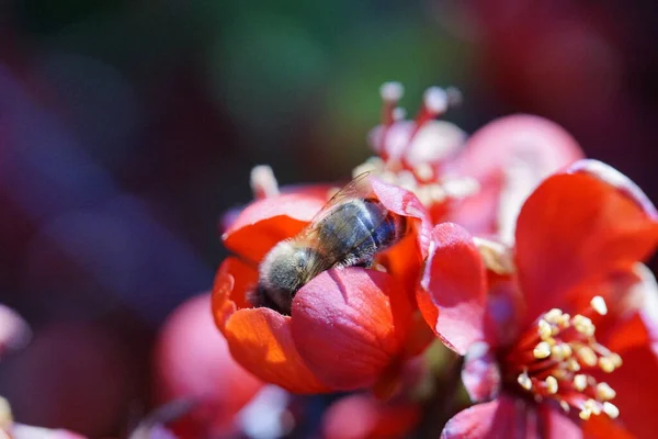 Bela Flor Vermelha Com Uma Abelha Sobre Ele Luz Sol — Fotografia de Stock