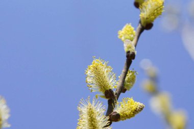 İlkbaharda gün ışığında Catkins çiçek açar.