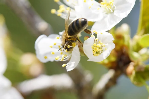 Бджоли Інші Комахи Сидять Квітках — стокове фото