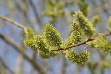 İlkbaharda gün ışığında Catkins çiçek açar.