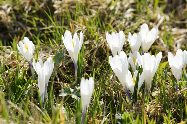 Łąka Pełna Setek Kwitnących Krokusów Alpach Bavaria Allgaeu Zbliżeniu — Zdjęcie stockowe