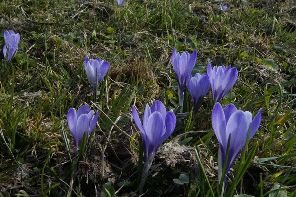 Meadow Full Hundreds Crocus Blossom Alps Bavaria Allgaeu Closeup — Stock Photo, Image