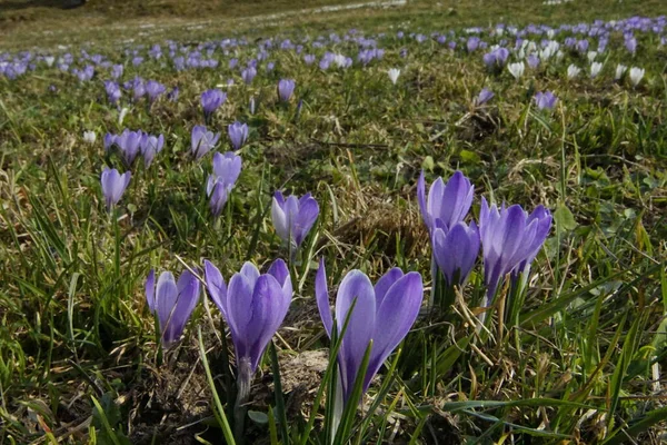 Łąka Pełna Setek Kwitnących Krokusów Alpach Bavaria Allgaeu Zbliżeniu — Zdjęcie stockowe