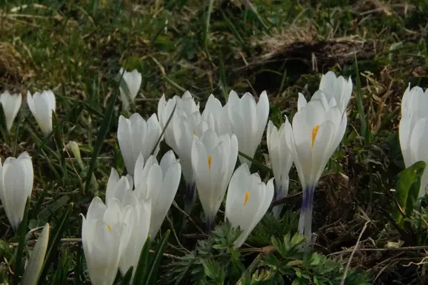 Rét Tele Több Száz Crocus Virág Alpokban Bajorország Allgaeu Közelről — Stock Fotó