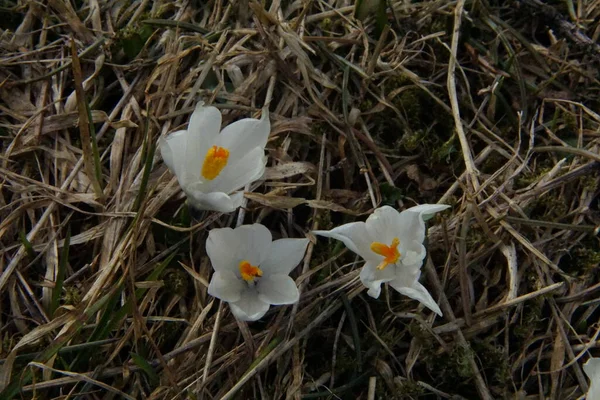 Rét Tele Több Száz Crocus Virág Alpokban Bajorország Allgaeu Közelről — Stock Fotó