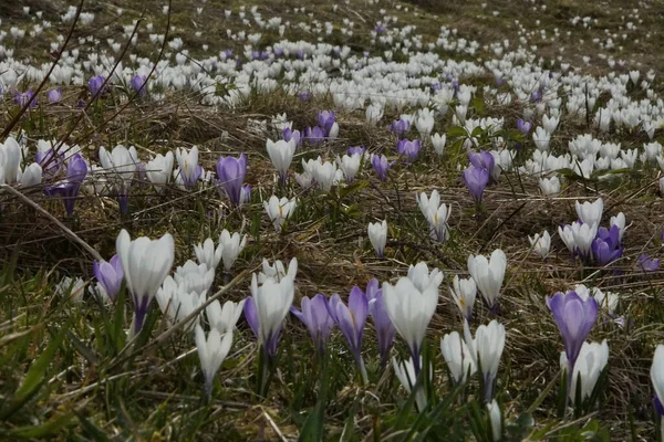 Łąka Pełna Setek Kwitnących Krokusów Alpach Bavaria Allgaeu Zbliżeniu — Zdjęcie stockowe