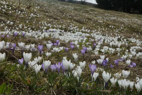 Łąka Pełna Setek Kwitnących Krokusów Alpach Bavaria Allgaeu Zbliżeniu — Zdjęcie stockowe