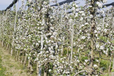 Elma ağacı güneş ışığında çiçek açar Bodensee 'de mavi gökyüzünün önünde