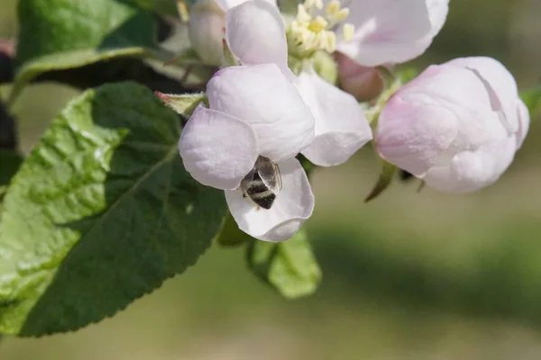Пчела Летит Цветка Цветку Яблони Солнечном Свете Перед Голубым Небом — стоковое фото