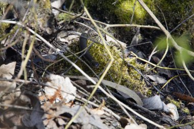 Çimen yılanı, Güney Almanya 'da bir gölde, güneşin altında.