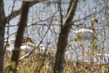 Kuğu yuvasında kuluçkaya yatar. 