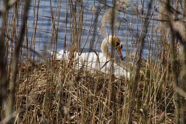 Kuğu yuvasında kuluçkaya yatar. 