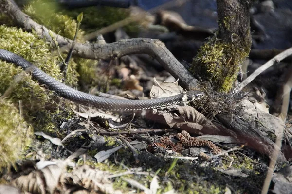 Gräs Orm Närbild Vid Sjö Södra Tyskland Solen — Stockfoto