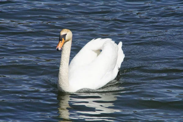 波のある湖の上の誇り高い白鳥 — ストック写真