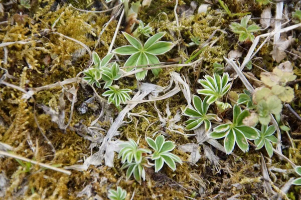 Petite Feuille Verte Avec Anneau Blanc Gros Plan — Photo