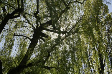 Çiçek, çiçek, ağaç, yaprak, çayır doğada.