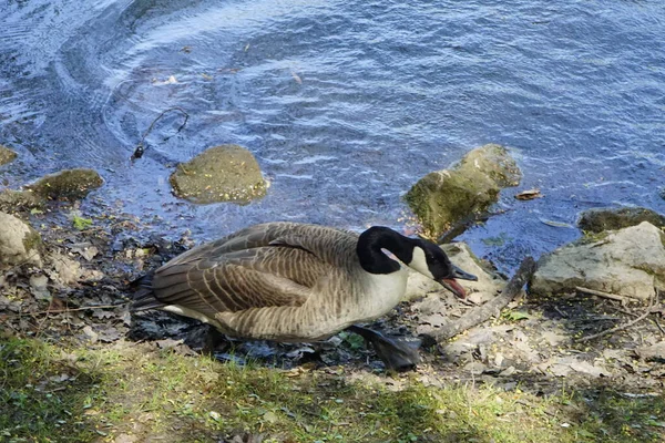 Gratis Wilde Gans Bij Het Meer Het Zonlicht Met Reflecties — Stockfoto