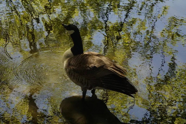 Free wild goose at lake in the sunlight with reflections in the water
