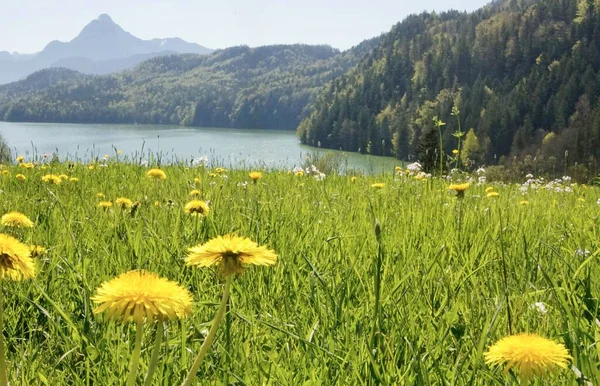 Hermoso Paisaje Los Alpes Bávaros Allgu Primavera Con Prados Llenos — Foto de Stock