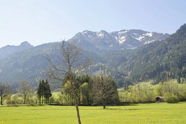 Прекрасный Пейзаж Баварских Альп Аллгу Весной Лугами Полными Одуванчиков Голубым — стоковое фото