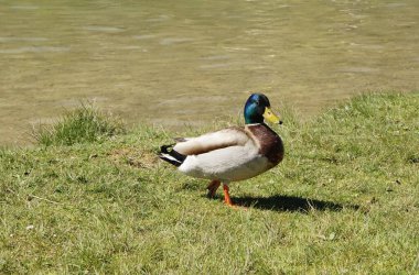 Güney Almanya 'da bir göldeki güzel ördekler güneş ışığıyla parlayan her şeyi kapatır.
