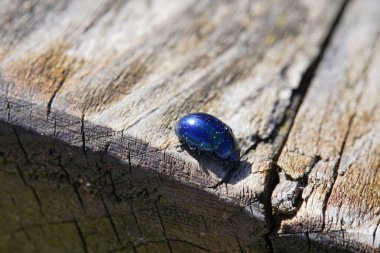 Güzel mavi metalik parlayan böcek makroda tahtada.