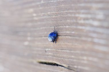 Güzel mavi metalik parlayan böcek makroda tahtada.