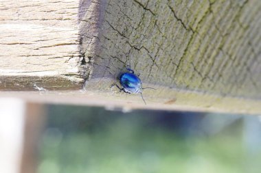 Güzel mavi metalik parlayan böcek makroda tahtada.
