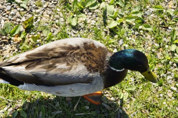 Belle Anatre Lago Nel Sud Della Germania Chiudono Alpi Allgaeuer — Foto Stock