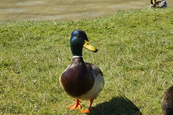 Mooie Eenden Aan Een Meer Zuid Duitsland Sluiten Allgaeuer Alpen — Stockfoto