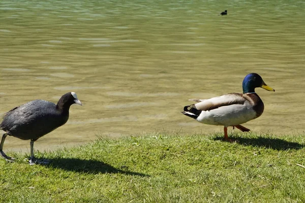 Patos Bonitos Lago Sul Alemanha Fecham Alpes Allgaeuer Sol — Fotografia de Stock