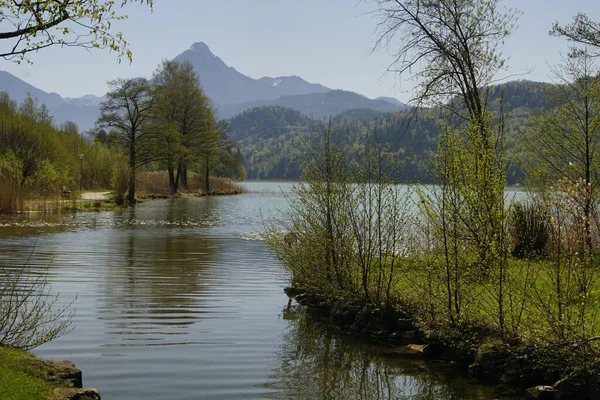 Piękny Krajobraz Bawarskich Alp Allgu Wiosną Łąkami Pełnymi Mniszka Błękitnym — Zdjęcie stockowe