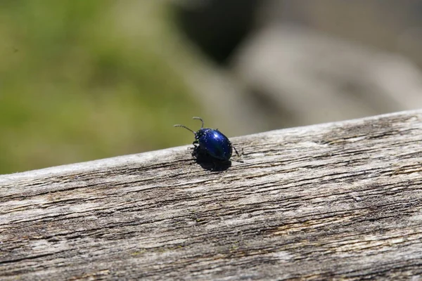 Bela Azul Metálico Brilhante Besouro Madeira Macro — Fotografia de Stock