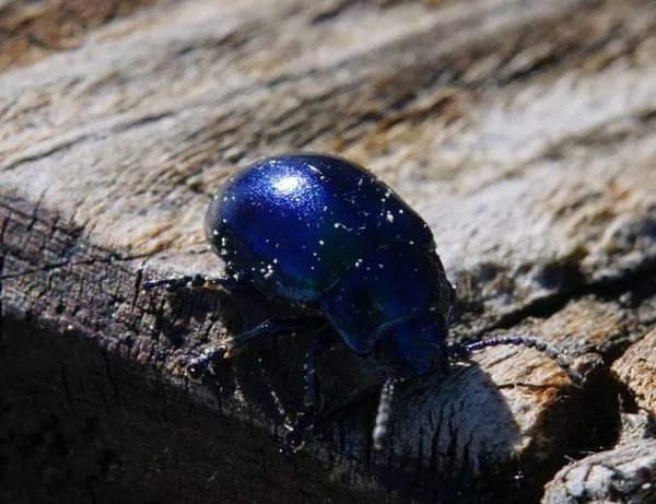 Bela Azul Metálico Brilhante Besouro Madeira Macro — Fotografia de Stock