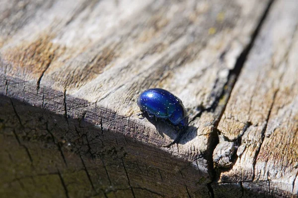 Schöner Blau Metallisch Glänzender Käfer Auf Holz Makro — Stockfoto