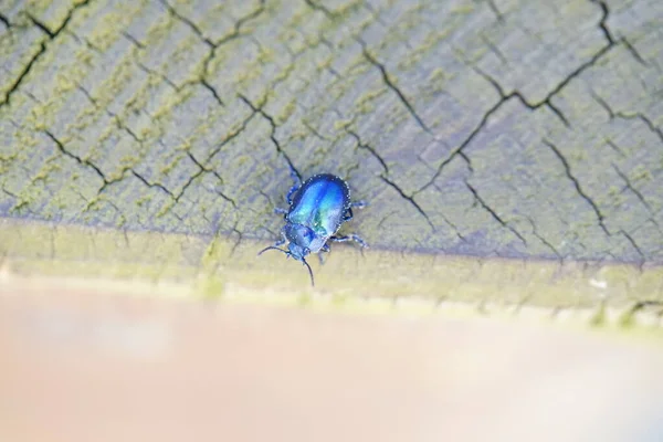 Hermoso Escarabajo Metálico Azul Brillante Sobre Madera Macro — Foto de Stock