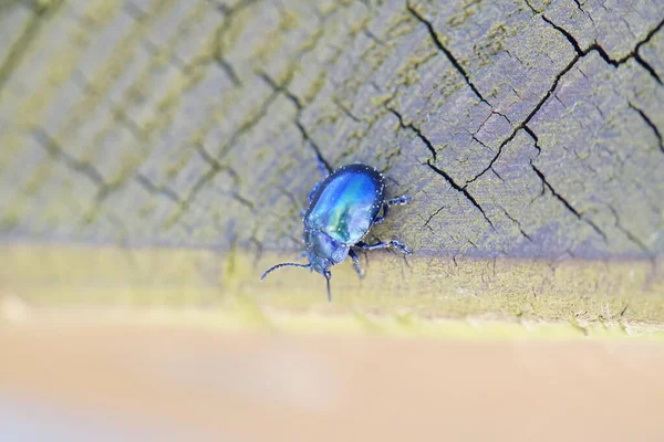 Bela Azul Metálico Brilhante Besouro Madeira Macro — Fotografia de Stock