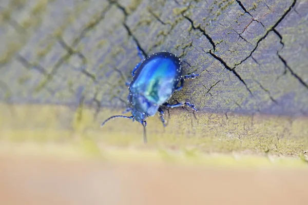 Hermoso Escarabajo Metálico Azul Brillante Sobre Madera Macro — Foto de Stock