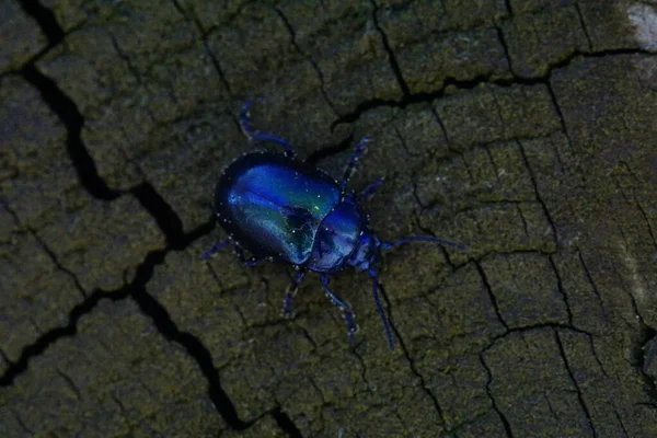 Hermoso Escarabajo Metálico Azul Brillante Sobre Madera Macro — Foto de Stock