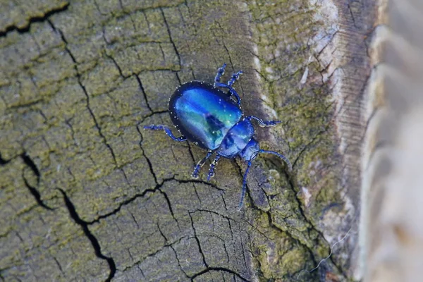 Bela Azul Metálico Brilhante Besouro Madeira Macro — Fotografia de Stock