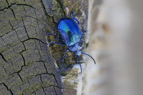 Bela Azul Metálico Brilhante Besouro Madeira Macro — Fotografia de Stock