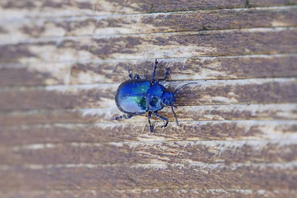 Hermoso Escarabajo Metálico Azul Brillante Sobre Madera Macro — Foto de Stock