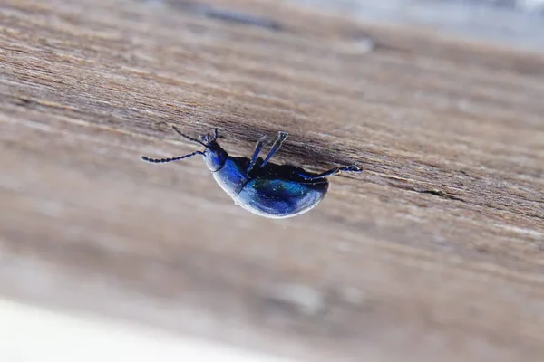 Hermoso Escarabajo Metálico Azul Brillante Sobre Madera Macro — Foto de Stock