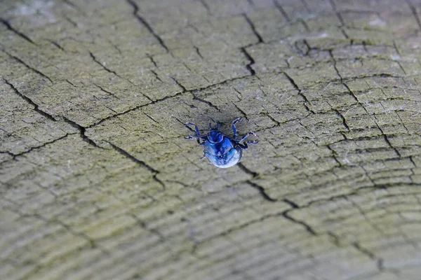 Hermoso Escarabajo Metálico Azul Brillante Sobre Madera Macro — Foto de Stock