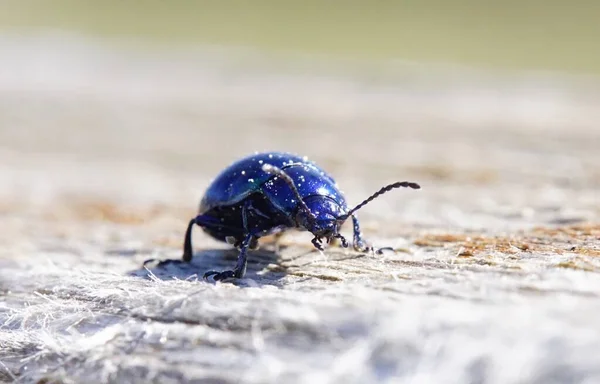 Belle Coléoptère Métallique Bleu Brillant Sur Bois Macro — Photo