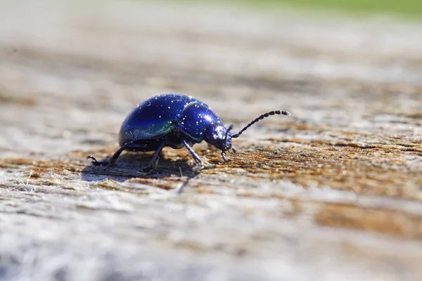 Hermoso Escarabajo Metálico Azul Brillante Sobre Madera Macro — Foto de Stock